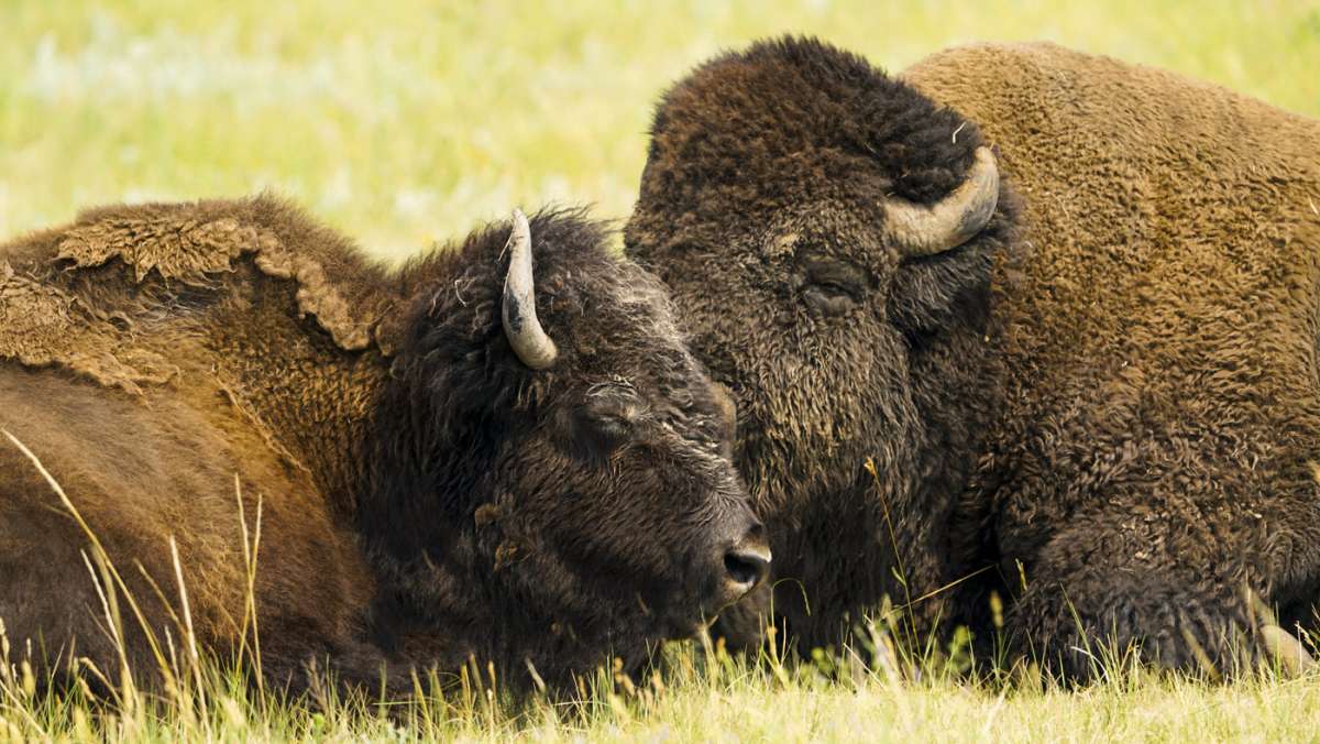 Bison Couple