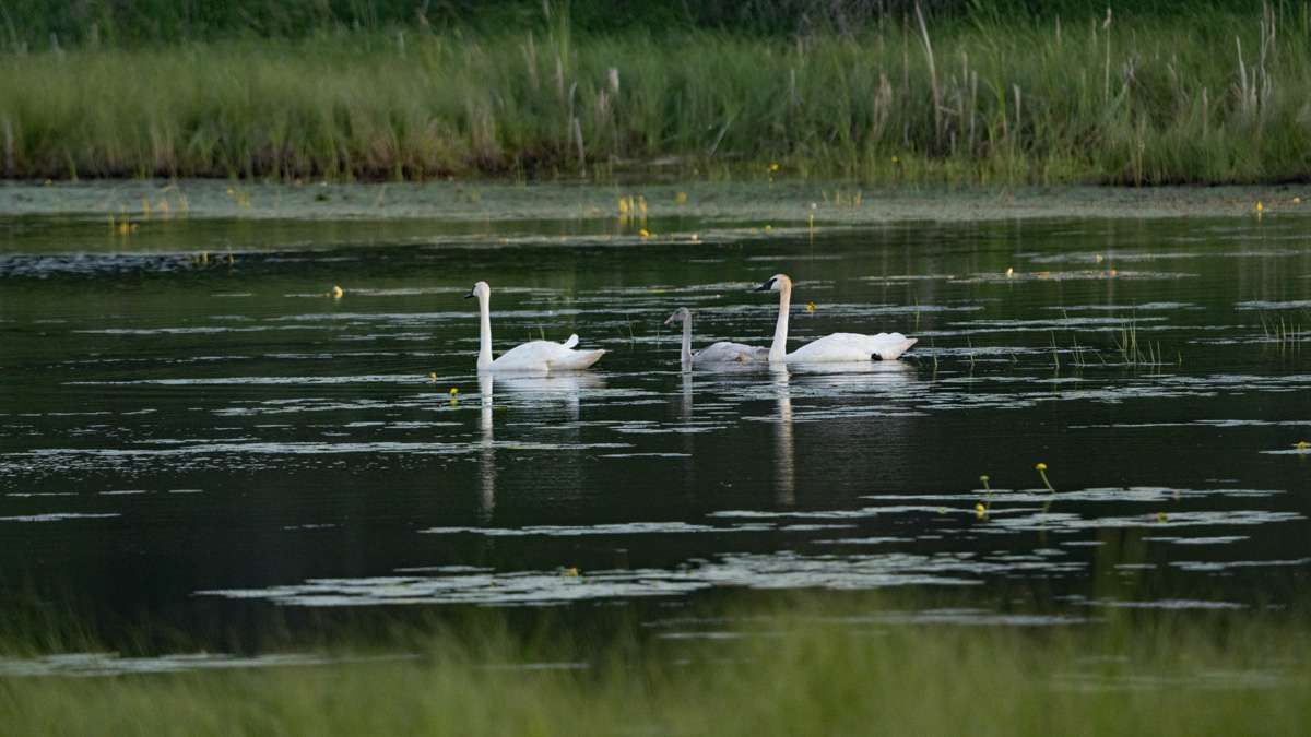 Trumpetor Swan Family