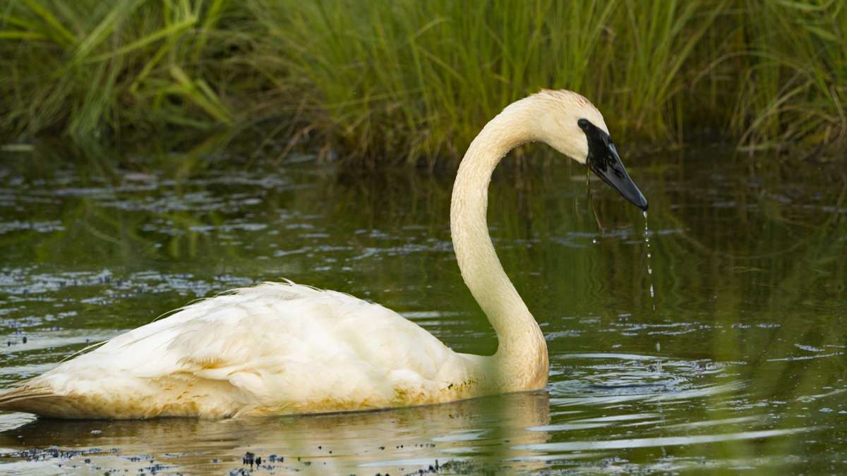 Trumpeter Swan Feeding